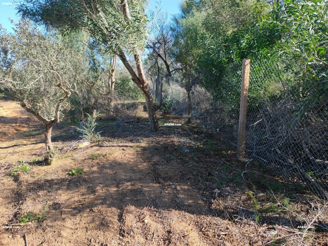 terrain agricole a el haouaria