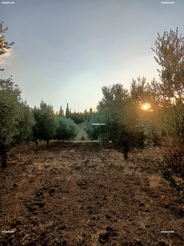 Terrain agricole à Mornag de 1.5 ha