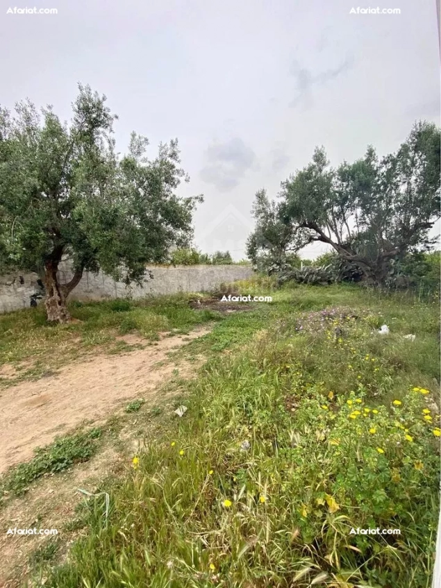 Lot de terrain de 250 m² à Hammamet à vendre 51355351