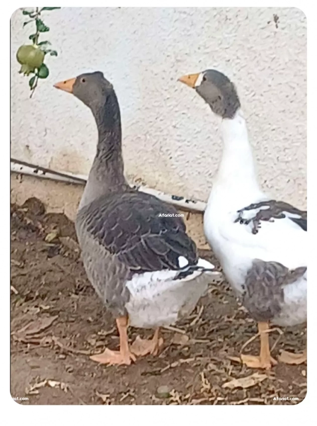 A vendre  très  jolie couple وز عربي للبيع oie