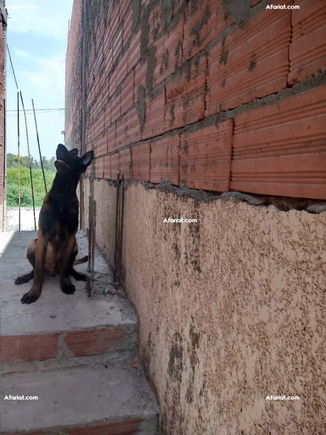 a vendre un chiot malinois charbonné