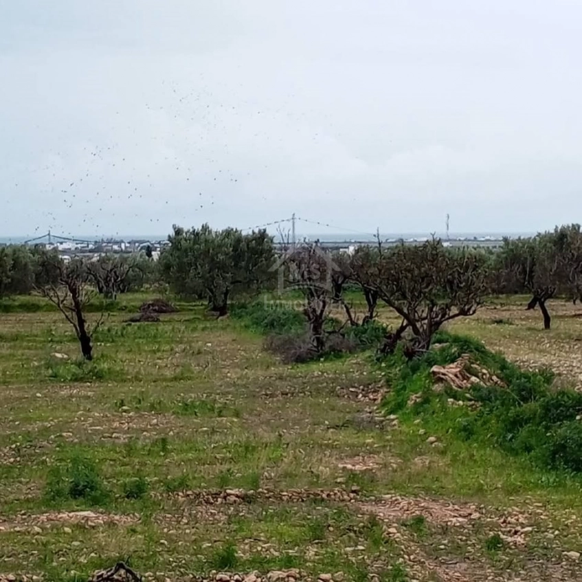 Terrain de 2700 m² à Hammamet Sud à vendre à 200 MD 51355351