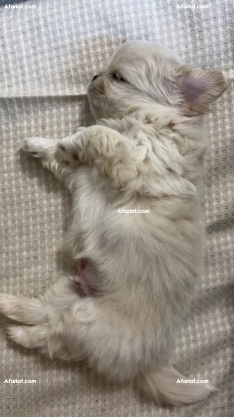 pekinois Mâle