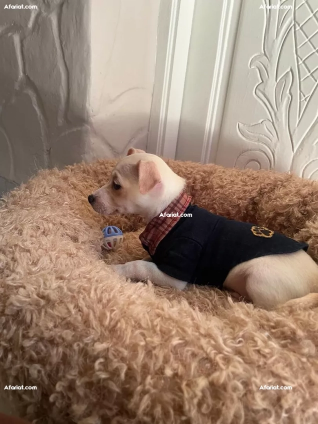 chien chihuahua 3 mois