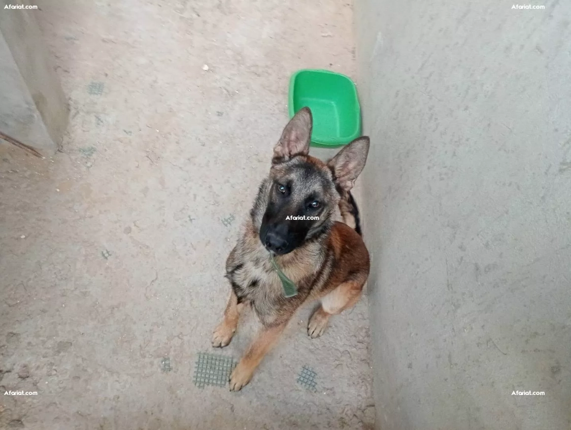 berger malinois