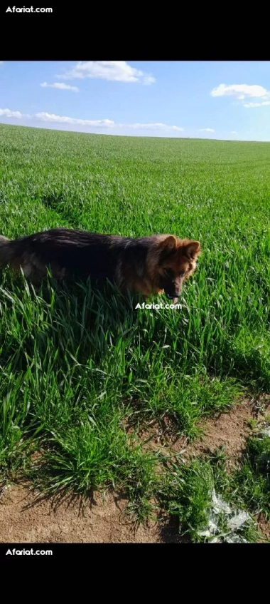 berger allemend age 16 mois vacciné sociable