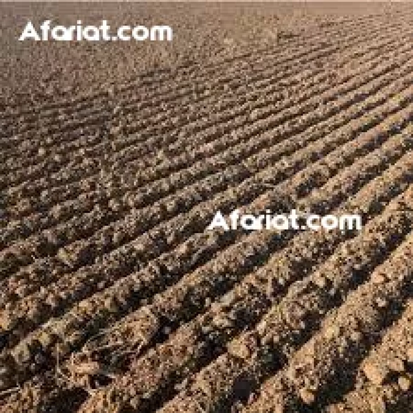 100 Hectares 6500Dt